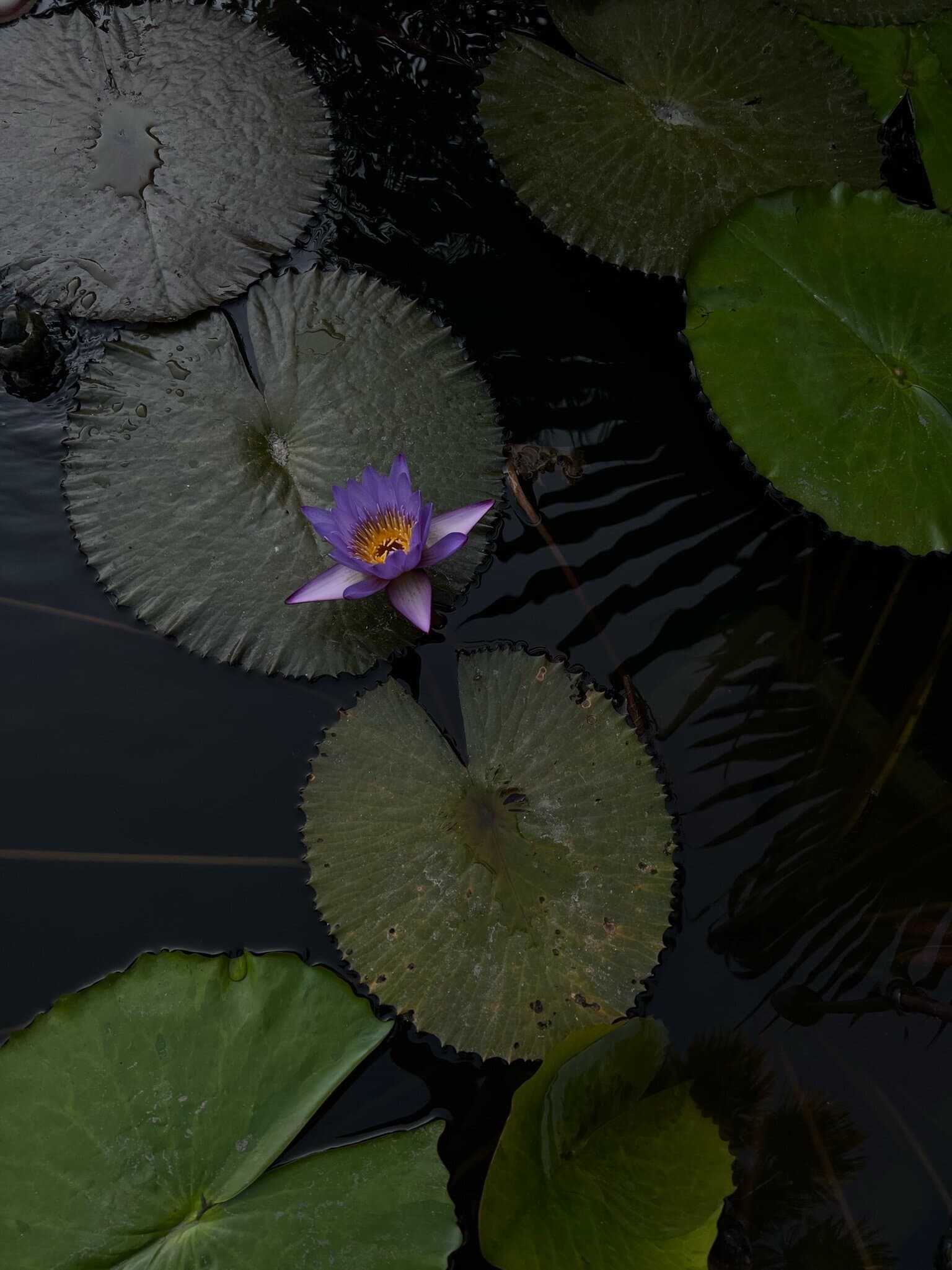Sacred Blue Lotus flower